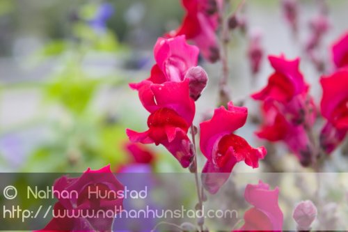 Flower_2008-10-05_IMG_2217